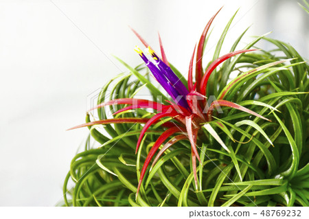 Tillandsia with indoor light background. 48769232