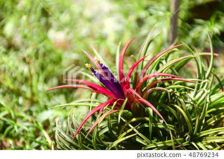 Tillandsia on natural green background. Tillandsia on natural green background. 48769234