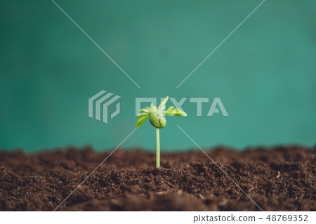 seedling Sprouting tamarind tree plant concept seedling Sprouting tamarind tree plant concept 48769352