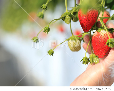 Ichigo strawberry picking image 48769389