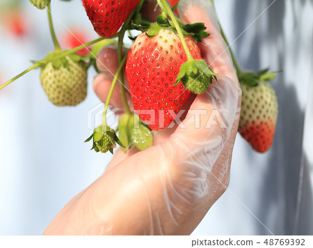 Ichigo strawberry picking image 48769392