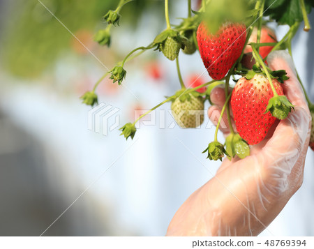 Ichigo strawberry picking image 48769394