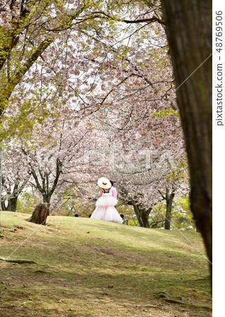 Sakura in Nara Park Sakura in Nara Park 48769506