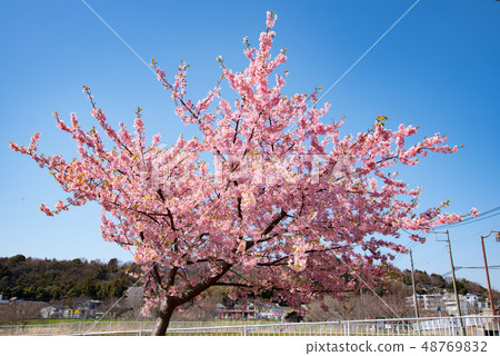 櫻桃樹 櫻桃樹 48769832