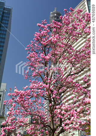 Magnolia of Yokohama Magnolia of Yokohama 48769889