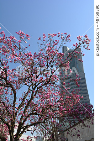 Magnolia of Yokohama Magnolia of Yokohama 48769890