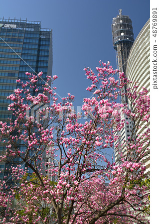 Magnolia of Yokohama Magnolia of Yokohama 48769891