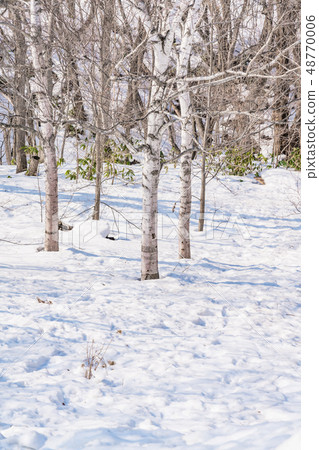 Snowy forest Snowy forest 48770006