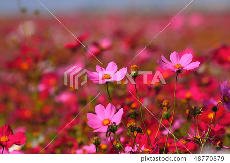 Yunlin paulownia flower sea cosmos 48770879