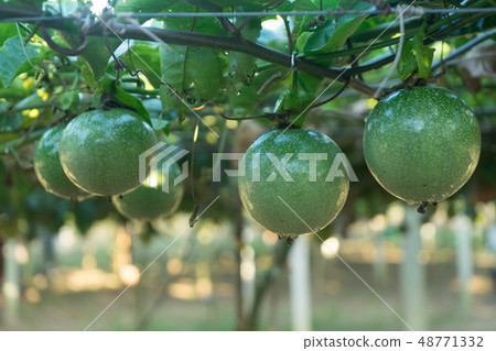 The green passion fruit with water drop on the The green passion fruit with water drop on the 48771332