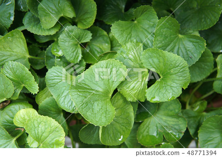 Centella asiatica plant. Centella asiatica plant. 48771394