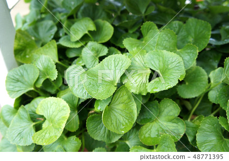 Centella asiatica plant. 48771395