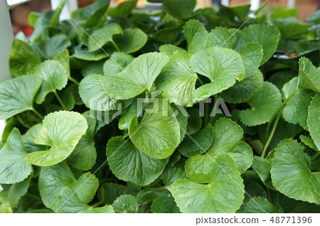 Centella asiatica plant. 48771396