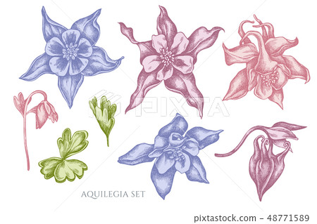 Vector collection of hand drawn pastel aquilegia Vector collection of hand drawn pastel aquilegia 48771589