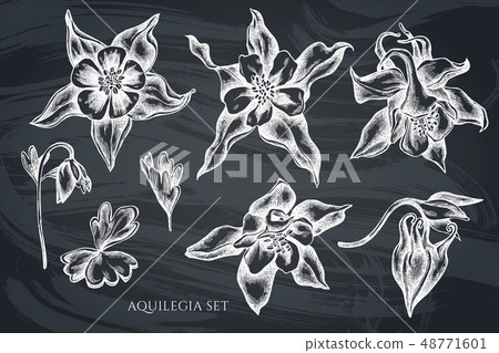 Vector collection of hand drawn chalk aquilegia Vector collection of hand drawn chalk aquilegia 48771601