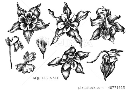 Vector collection of hand drawn black and white aquilegia 48771615