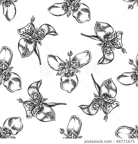Seamless pattern with black and white tigridia 48771675