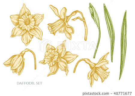 Vector collection of hand drawn pastel daffodil 48771677