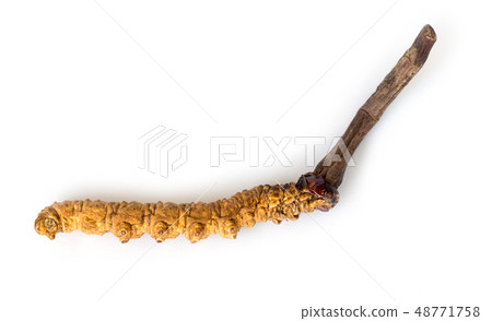 Ophiocordyceps sinensis (CHONG CAO, DONG CHONG XIA 48771758