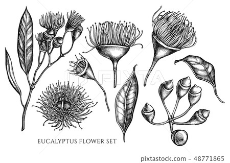 Vector collection of hand drawn black and white eucalyptus flower 48771865