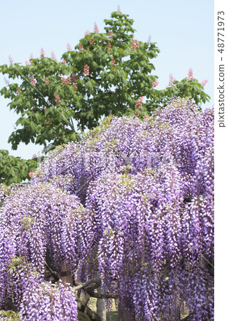  Wisteria flowers 48771973