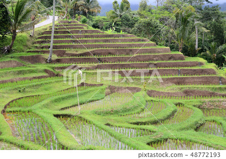Jatiluwih rice terrace in Ubud, Bali Jatiluwih rice terrace in Ubud, Bali 48772193