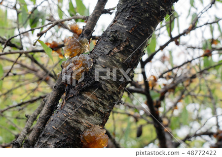 Sap Jani (September) 48772422