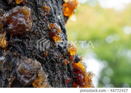 Sap Jani (September) 48772427