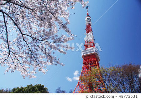Tokyo Tower and Sakura 48772531