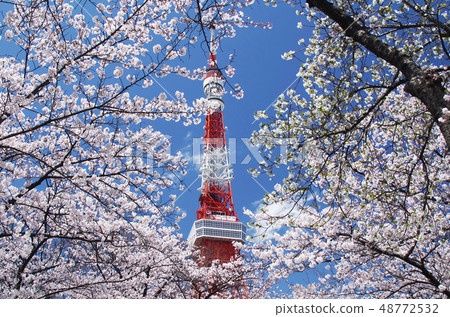 Tokyo Tower and Sakura 48772532