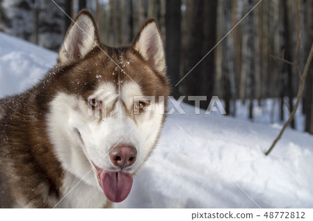 Siberian husky dog portrait on snow. 48772812