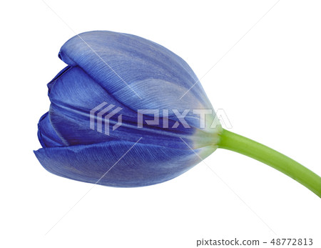 blue tulip flower isolated on a white background 48772813