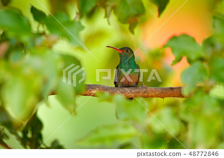 Amazilia tzacat, Rufous-tailed Hummingbird Amazilia tzacat, Rufous-tailed Hummingbird 48772846