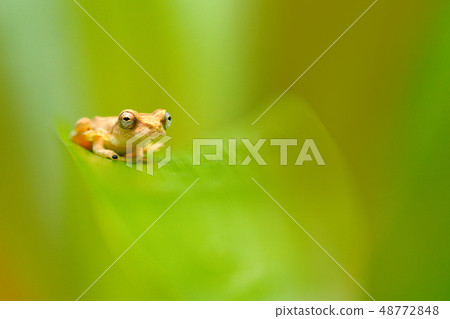 Small-headed Tree frog sitting on the green leave Small-headed Tree frog sitting on the green leave 48772848