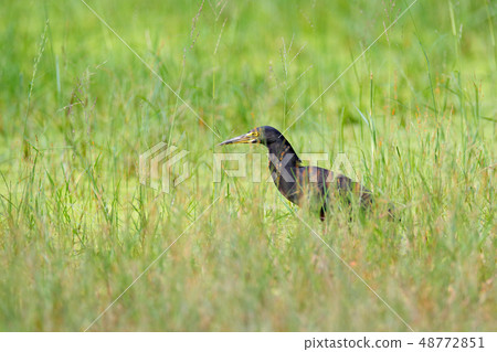 Black heron, Egretta ardesiaca, in water grass 48772851