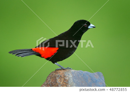 Scarlet-rumped Tanager, Ramphocelus passerinii Scarlet-rumped Tanager, Ramphocelus passerinii 48772855