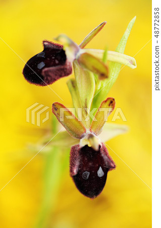 Gargano in Italy. European terrestrial wild orchid 48772858