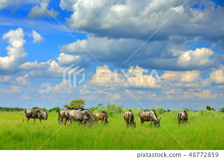 Running Blue wildebeest, Connochaetes taurinus 48772859