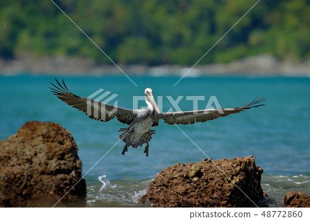 Pelican starting from the blue ocean 48772860