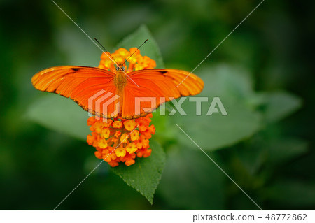 Dryas iulia, Spelled julia heliconian, in nature 48772862