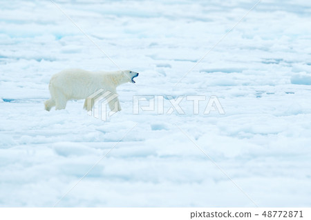 Polar bear on drift ice edge with snow and water 48772871
