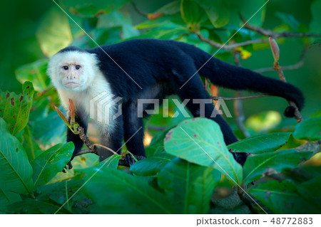 Tropical nature and White-headed Capuchin Tropical nature and White-headed Capuchin 48772883