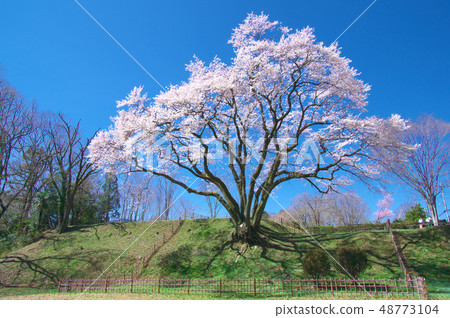 一棵櫻桃樹 - 碗形狀的城堡Edohigan櫻桃樹 一棵櫻桃樹 - 碗形狀的城堡Edohigan櫻桃樹 48773104