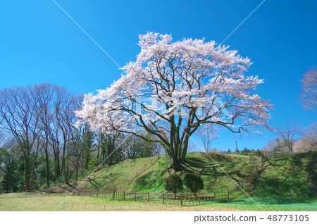 一棵櫻桃樹 - 碗形狀的城堡Edohigan櫻桃樹 48773105