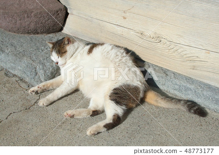 A cat taking a nap A cat taking a nap 48773177