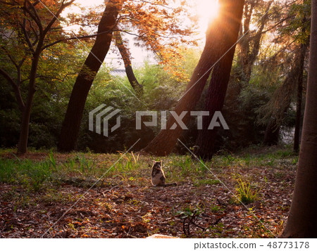 Behind the godly cat Nishifunabashi Kasuga Shrine 48773178