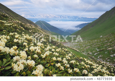 Meadow flowers in the mountains 48773930