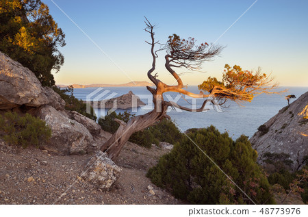 Old tree on a rock 48773976