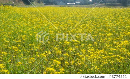 油菜田 48774251