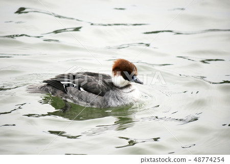 生物攝影野生鳥河池塘熊貓鴨子Micoa雌性冬季鳥野生鳥類冬季水鳥可愛水鳥 生物攝影野生鳥河池塘熊貓鴨子Micoa雌性冬季鳥野生鳥類冬季水鳥可愛水鳥 48774254